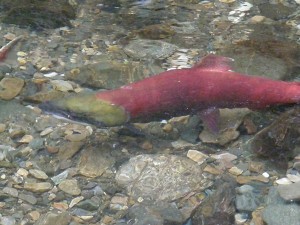 Spawning Sockeye Salmon in seasonal colors bright red and green