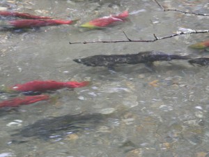Chinook Salmon larger than the Sockey and Black in color as opposed to the red green of the Sockeye